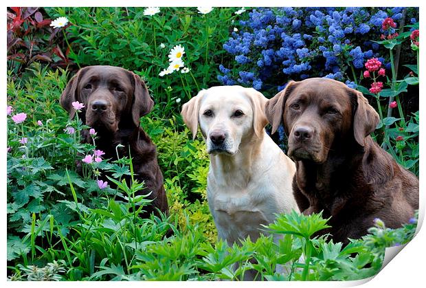 pretty garden and dogs Print by claire norman