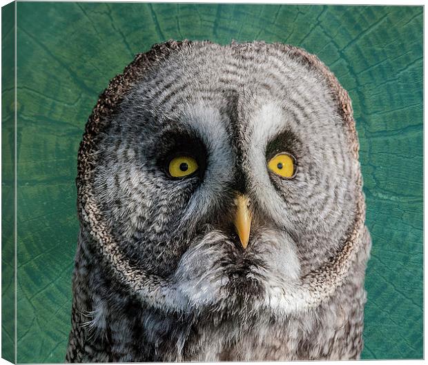 GREY OWL Canvas Print by CATSPAWS 