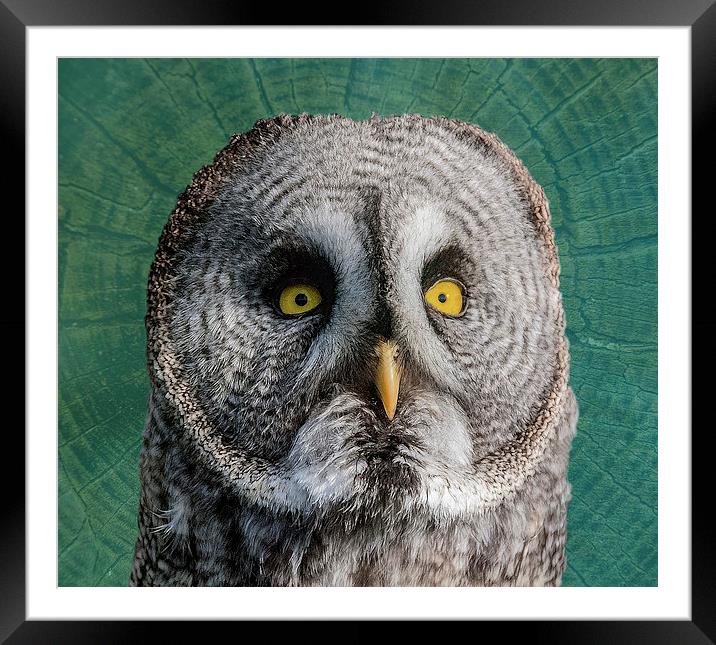 GREY OWL Framed Mounted Print by CATSPAWS 