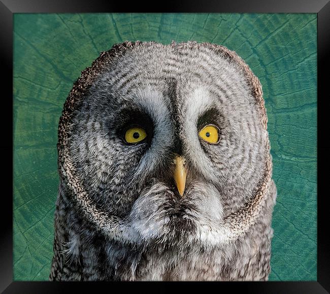 GREY OWL Framed Print by CATSPAWS 