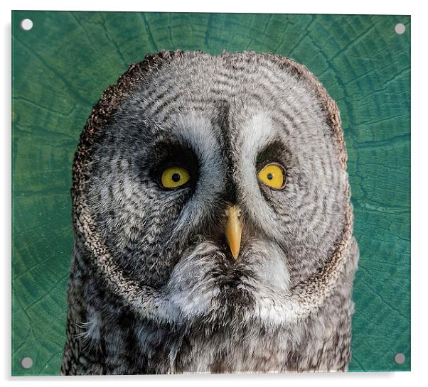GREY OWL Acrylic by CATSPAWS 