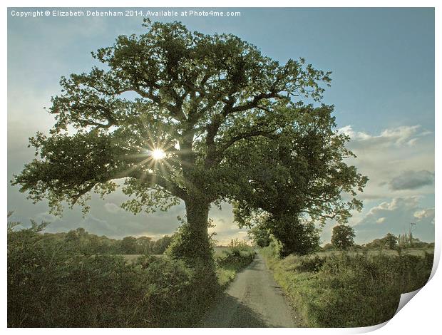 Brilliant sunburst in an Oak tree in a country lan Print by Elizabeth Debenham