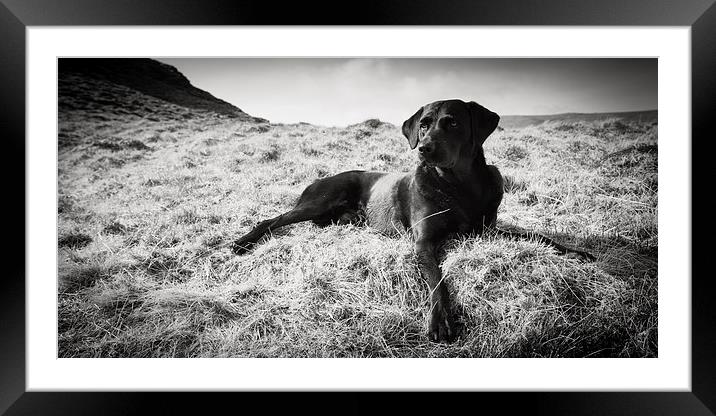 Black Labrador Framed Mounted Print by Simon Wrigglesworth