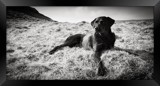 Black Labrador Framed Print by Simon Wrigglesworth