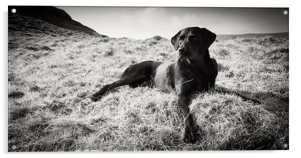 Black Labrador Acrylic by Simon Wrigglesworth