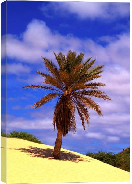 Tropical Island Palm Tree Canvas Print by Brian  Raggatt