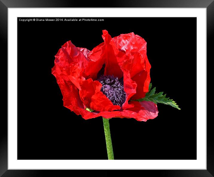 Big Red Poppy Framed Mounted Print by Diana Mower