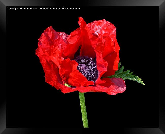 Big Red Poppy Framed Print by Diana Mower