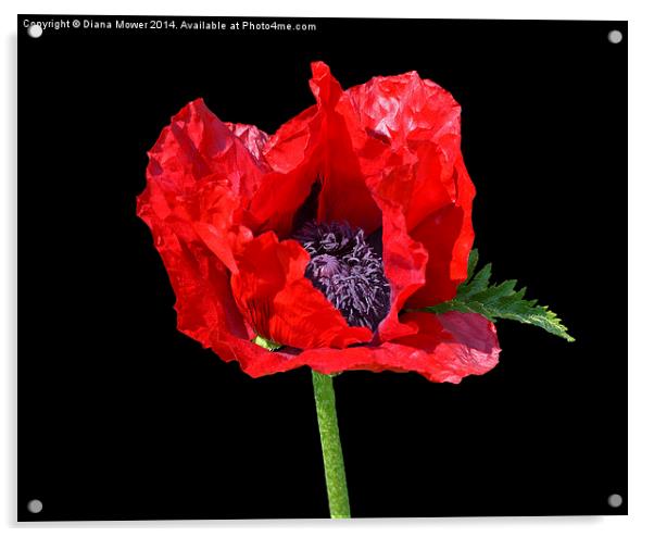 Big Red Poppy Acrylic by Diana Mower