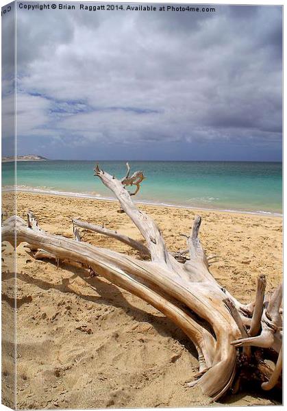 Tropical Beach Driftwood Canvas Print by Brian  Raggatt