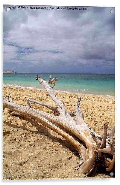Tropical Beach Driftwood Acrylic by Brian  Raggatt