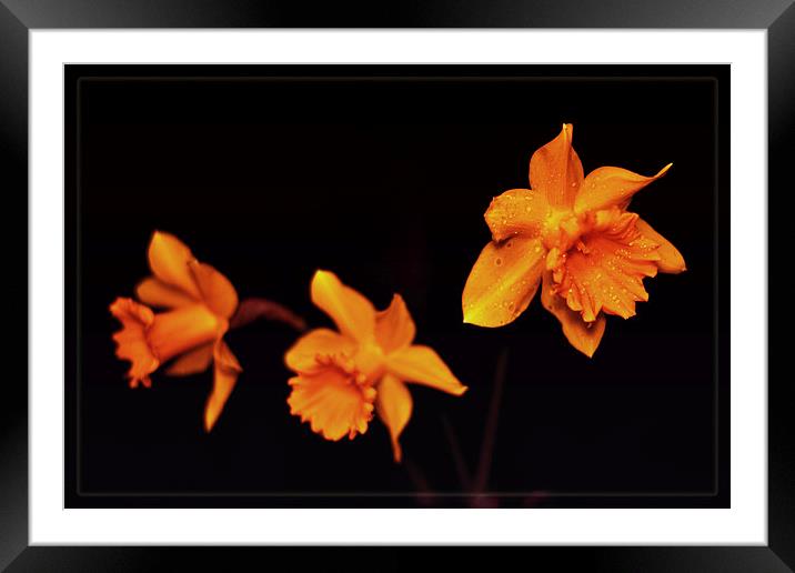 Daffodils. Framed Mounted Print by Nadeesha Jayamanne