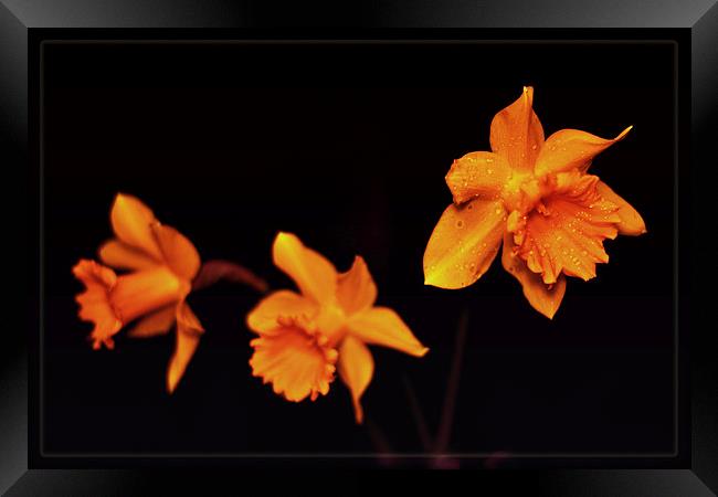 Daffodils. Framed Print by Nadeesha Jayamanne