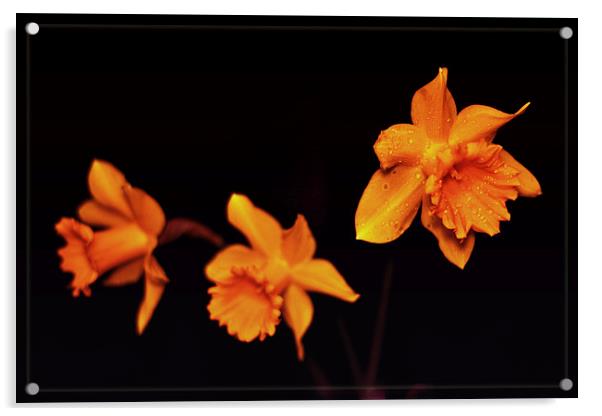 Daffodils. Acrylic by Nadeesha Jayamanne