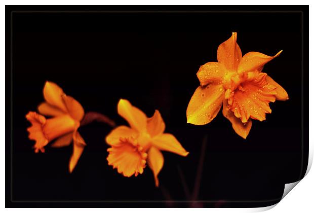 Daffodils. Print by Nadeesha Jayamanne
