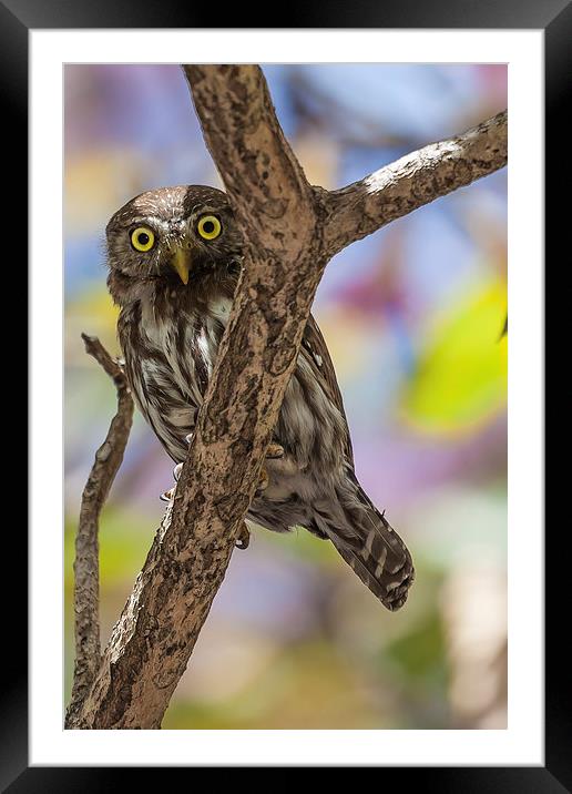 costa rican pygmy owl Framed Mounted Print by Craig Lapsley