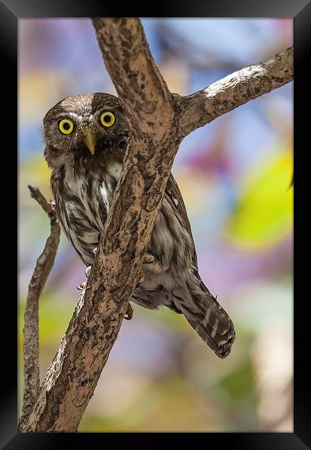costa rican pygmy owl Framed Print by Craig Lapsley