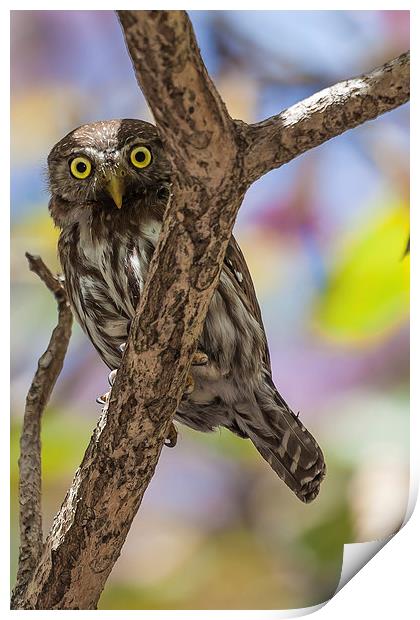 costa rican pygmy owl Print by Craig Lapsley
