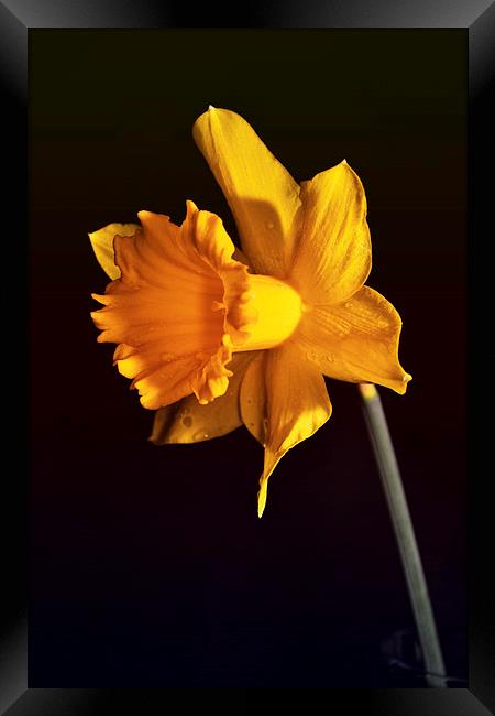 Daffodil. Framed Print by Nadeesha Jayamanne