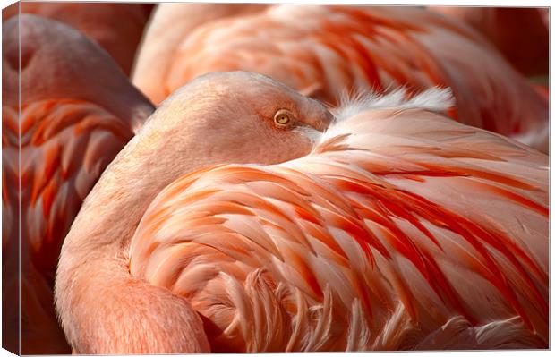 Chilean Flamingos (P. chilensis) Canvas Print by Eyal Nahmias