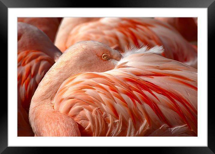 Chilean Flamingos (P. chilensis) Framed Mounted Print by Eyal Nahmias