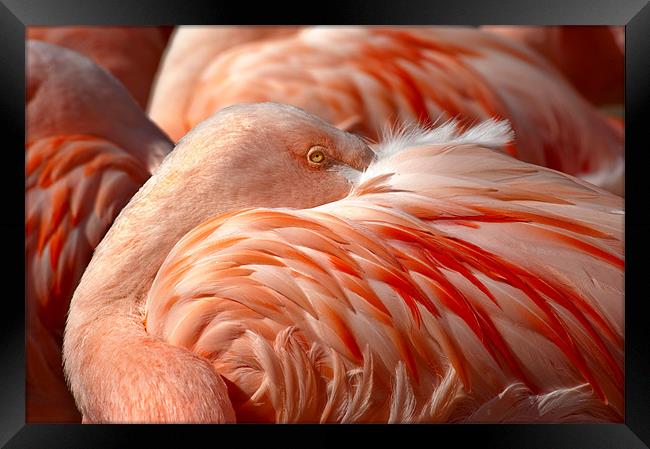 Chilean Flamingos (P. chilensis) Framed Print by Eyal Nahmias