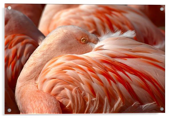 Chilean Flamingos (P. chilensis) Acrylic by Eyal Nahmias
