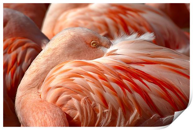 Chilean Flamingos (P. chilensis) Print by Eyal Nahmias