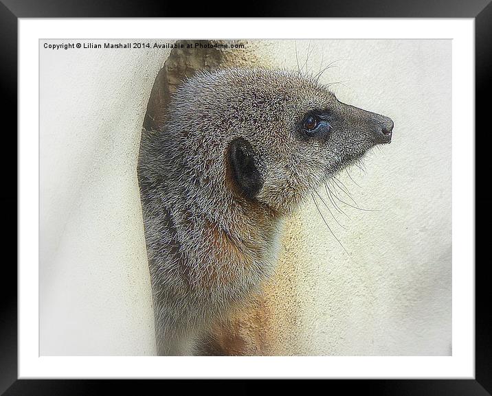 Meercats Framed Mounted Print by Lilian Marshall