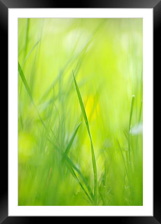 Green grass on spring meadow Framed Mounted Print by Matthias Hauser