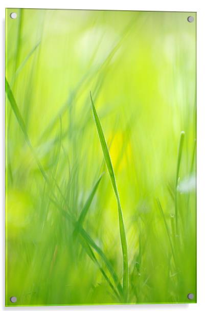 Green grass on spring meadow Acrylic by Matthias Hauser