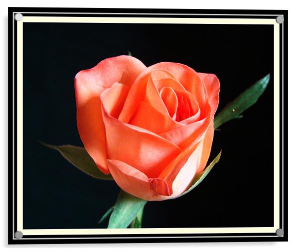 Rose (Flower) Acrylic by Susmita Mishra