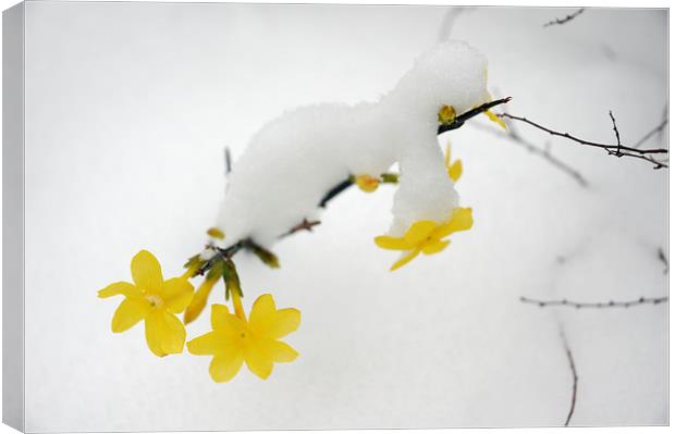 Yellow Winter Jasmine with snow Canvas Print by Matthias Hauser