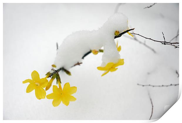 Yellow Winter Jasmine with snow Print by Matthias Hauser