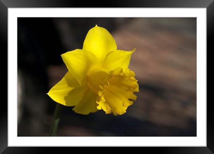 Daffodill in spring Framed Mounted Print by steve akerman