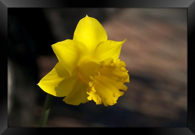 Daffodill in spring Framed Print by steve akerman