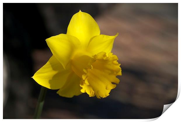 Daffodill in spring Print by steve akerman