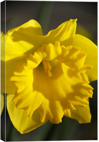 Daffodill in spring Canvas Print by steve akerman