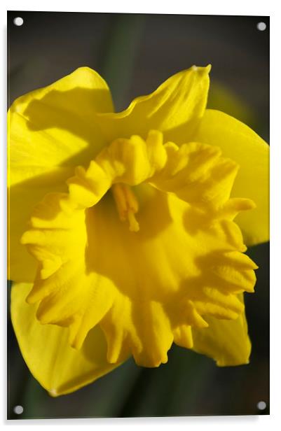 Daffodill in spring Acrylic by steve akerman