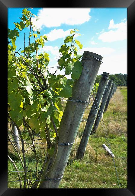 Fence posts Framed Print by claire beevis