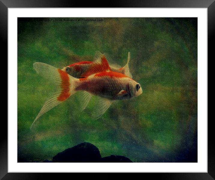 fish life Framed Mounted Print by dale rys (LP)