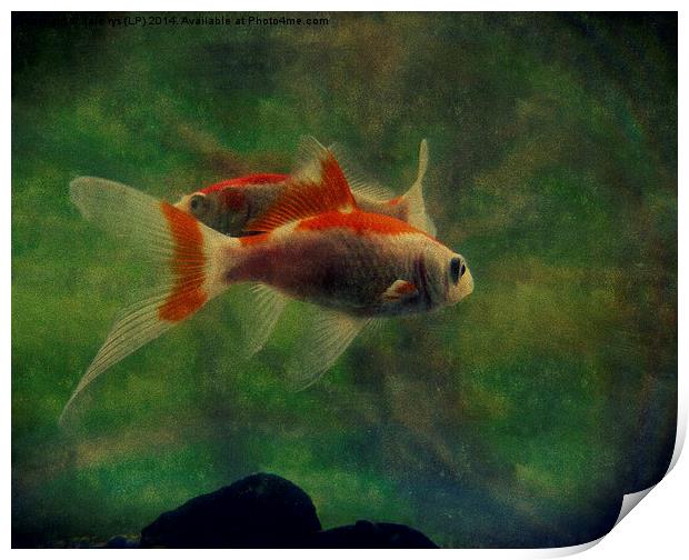 fish life Print by dale rys (LP)