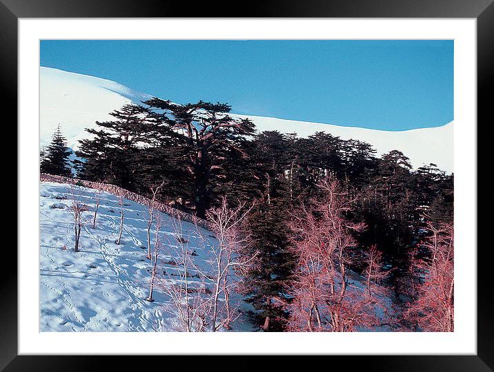 Lebanon Cedars Framed Mounted Print by Jacqueline Burrell