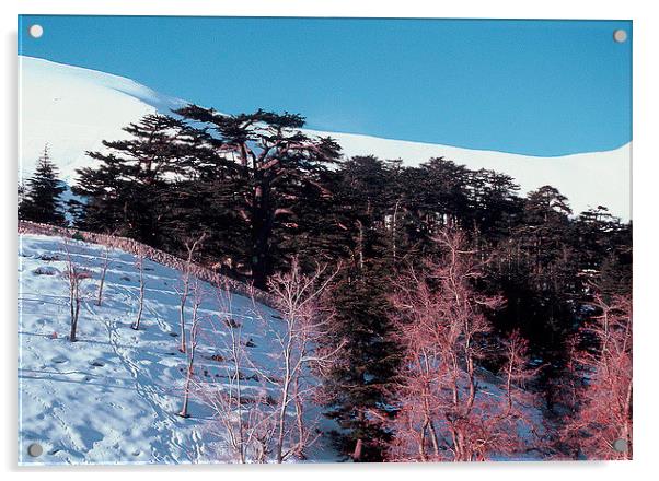 Lebanon Cedars Acrylic by Jacqueline Burrell