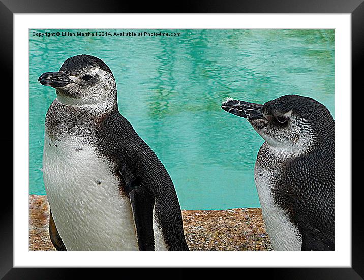 Megallanic Penguins. Framed Mounted Print by Lilian Marshall