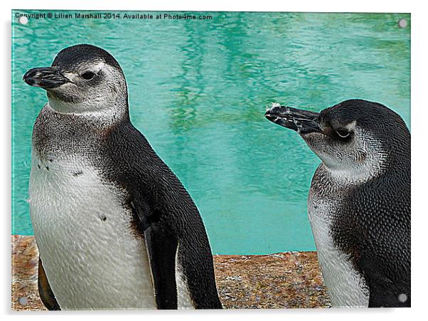 Megallanic Penguins. Acrylic by Lilian Marshall