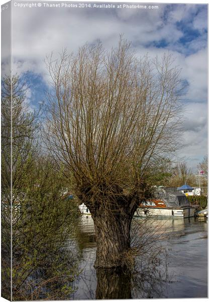 willow tree Canvas Print by Thanet Photos