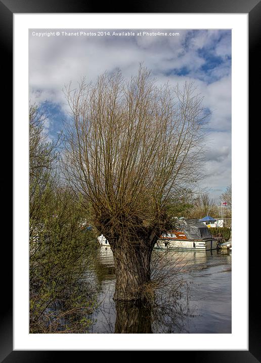 willow tree Framed Mounted Print by Thanet Photos
