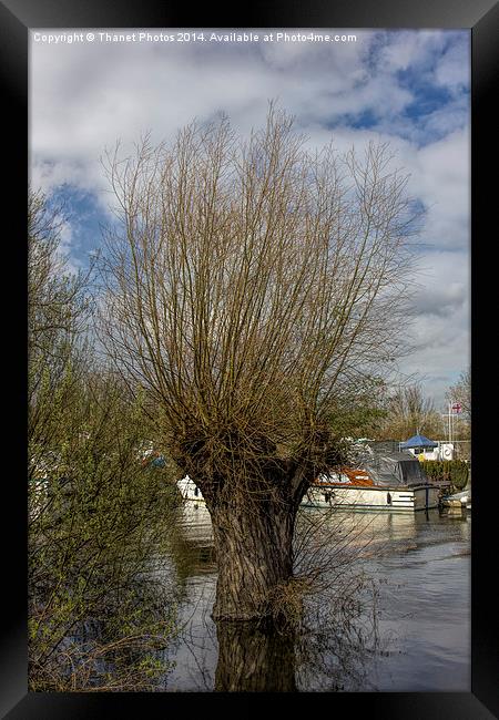 willow tree Framed Print by Thanet Photos