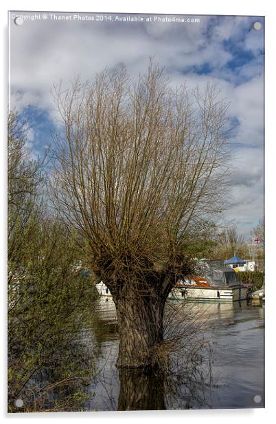 willow tree Acrylic by Thanet Photos